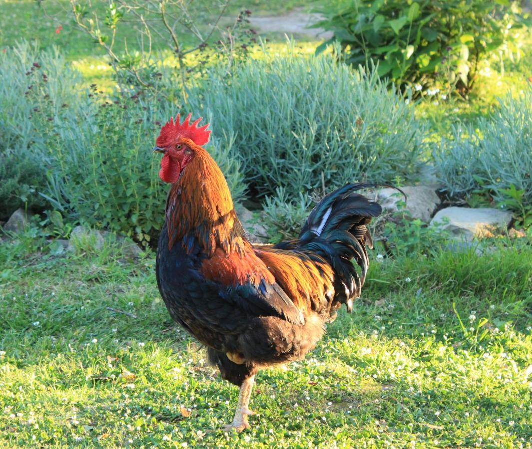 B&B suite privée private suite 53m2, Bretagne mer et campagne Brittany sea&countryside Pleumeur-Gautier Exterior foto